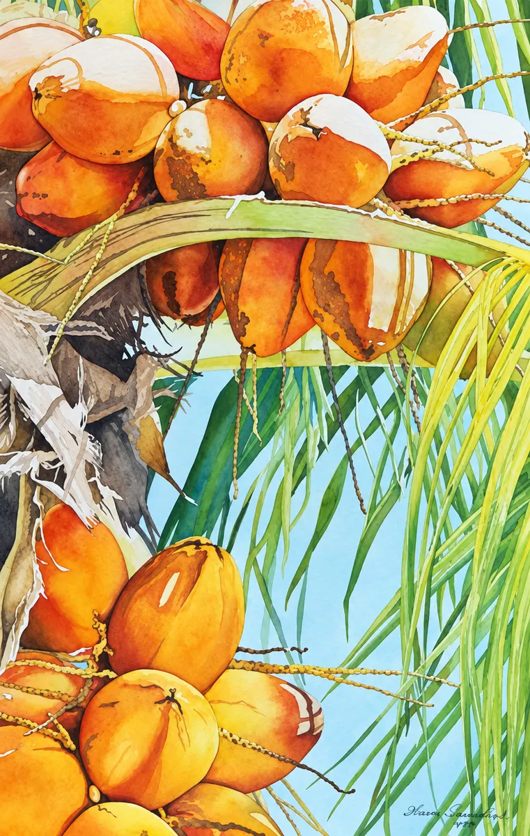Orange coconuts in a palm.