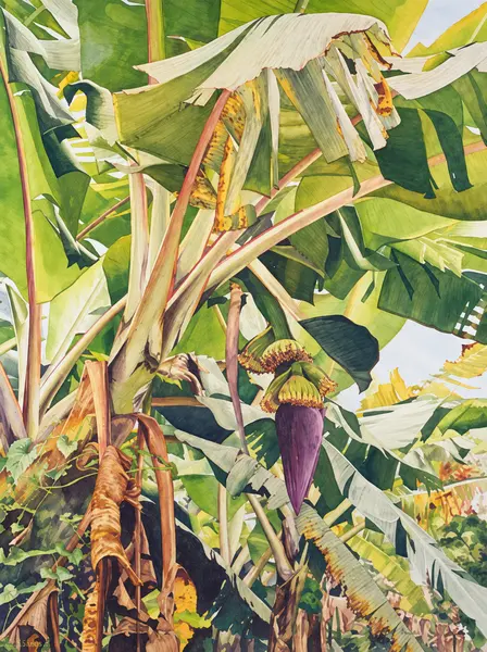 Banana plant with hanging blossom.