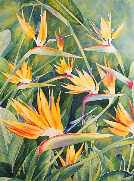 Bird-of-paradise flowers — alternate scan.