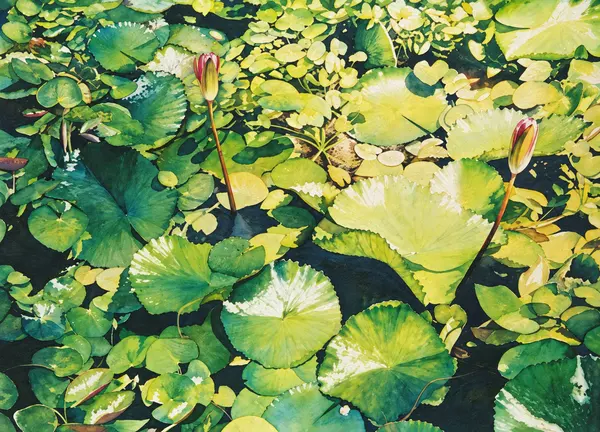 Water-lily pond.