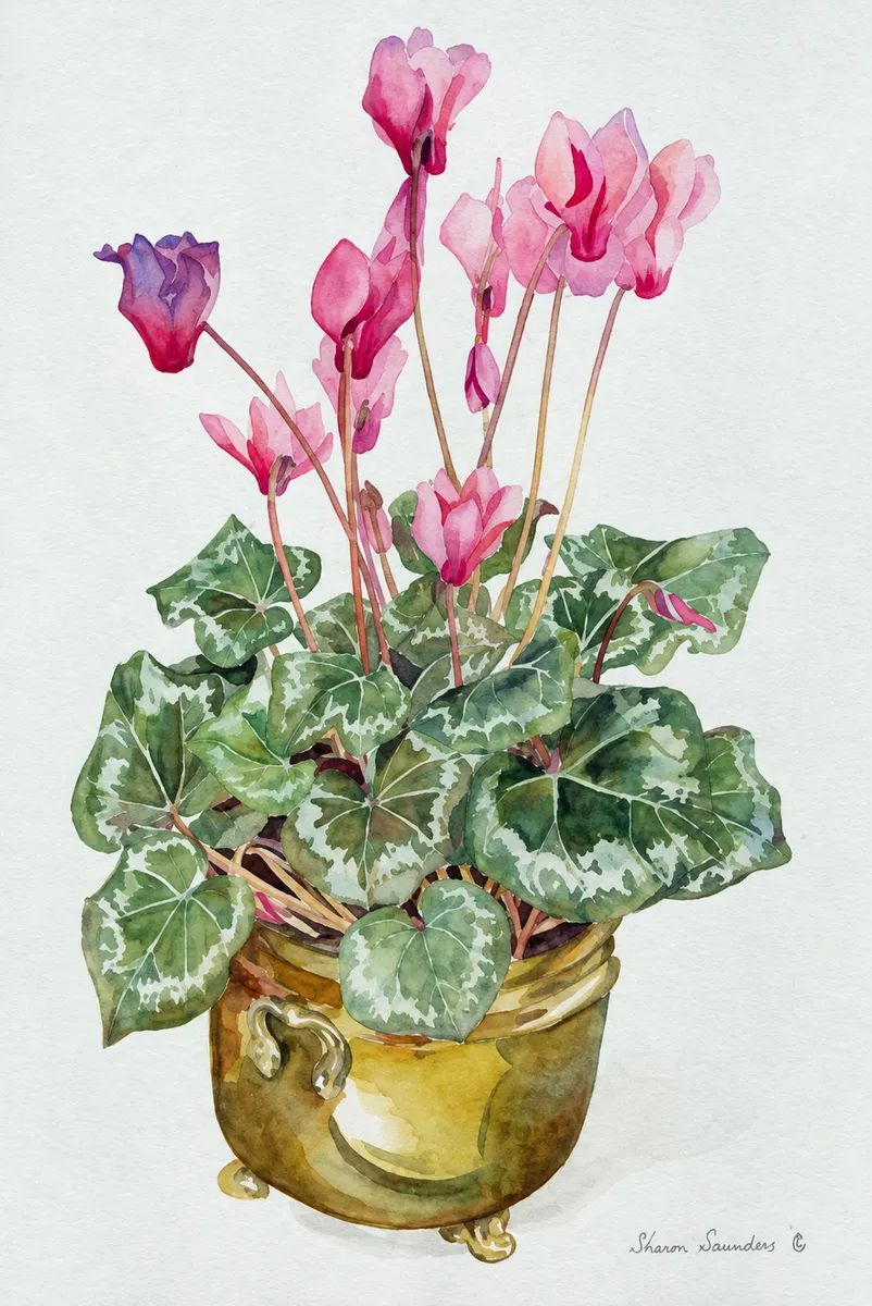 Potted cyclamen.